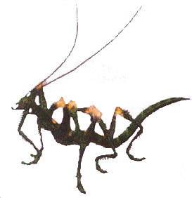 Mère Mantis